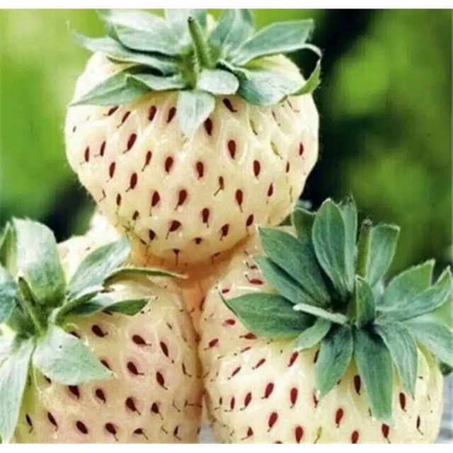 Bibit benih biji strawberry putih