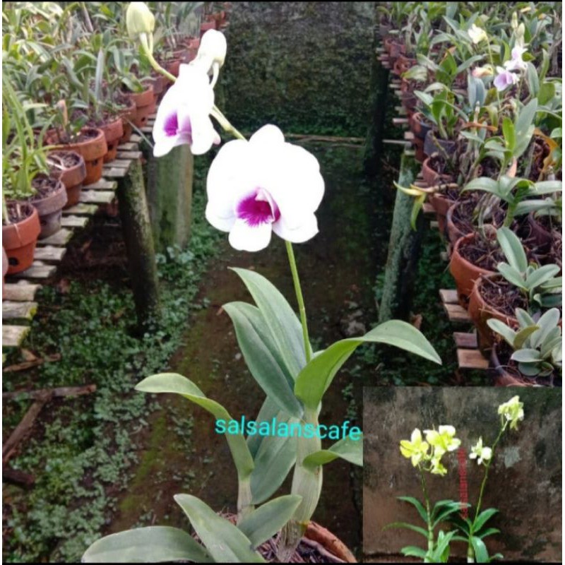 Pohon Anggrek Dendrobium Pohon Anggrek Dendrobium