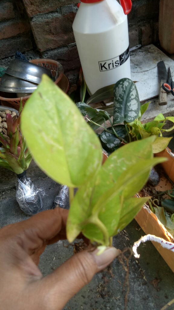 Tanaman Gantung Srigading Lemon | Srigading Love| Pohon Srigading