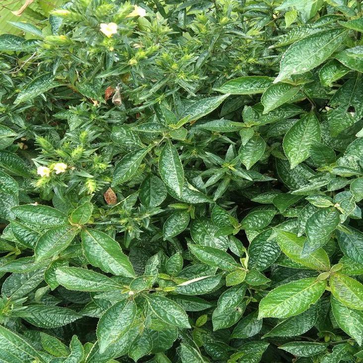 

→yy Daun keji beling segar daun pecah beling segar 500 grm ✩ ★★★