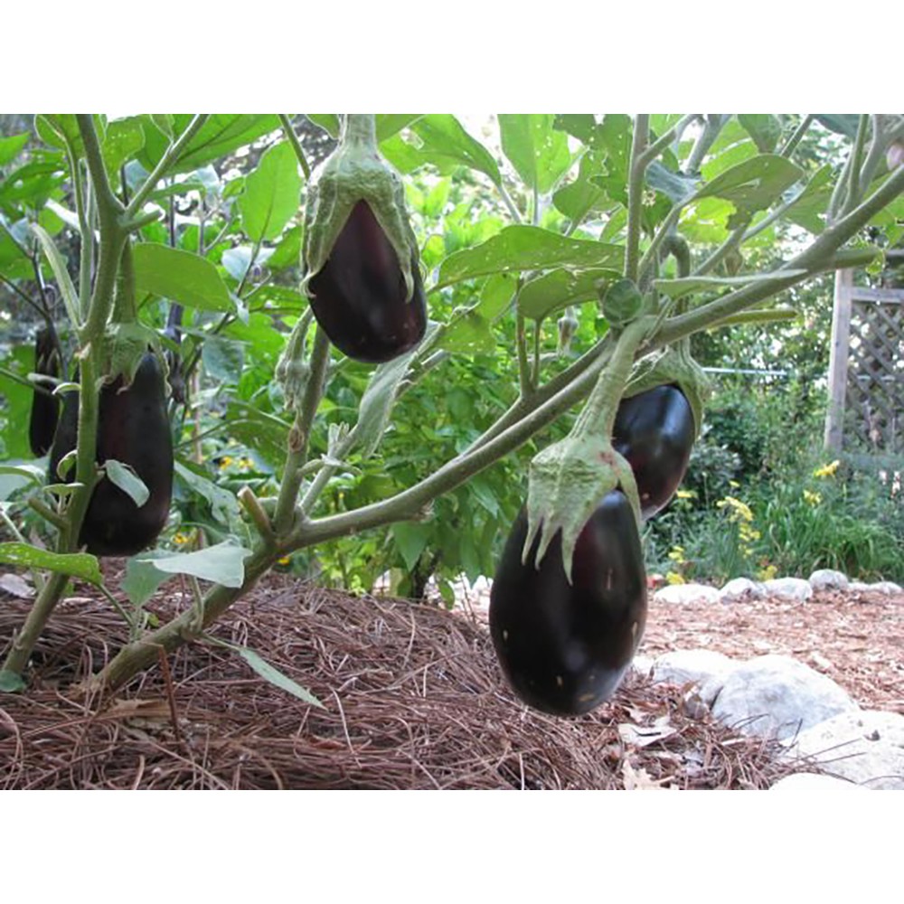 Benih-Bibit Terong Black Beauty (Haira Seed)