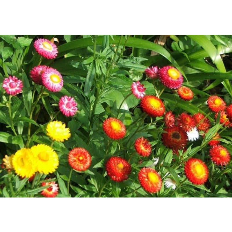 Benih Bibit Bunga Strawflower Swiss Giant Mix