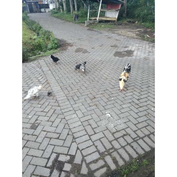 

Ayam Kampung Bangkok