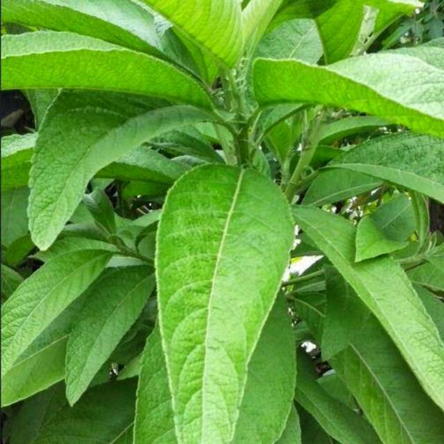 

Daun Sembung Kering 1kg