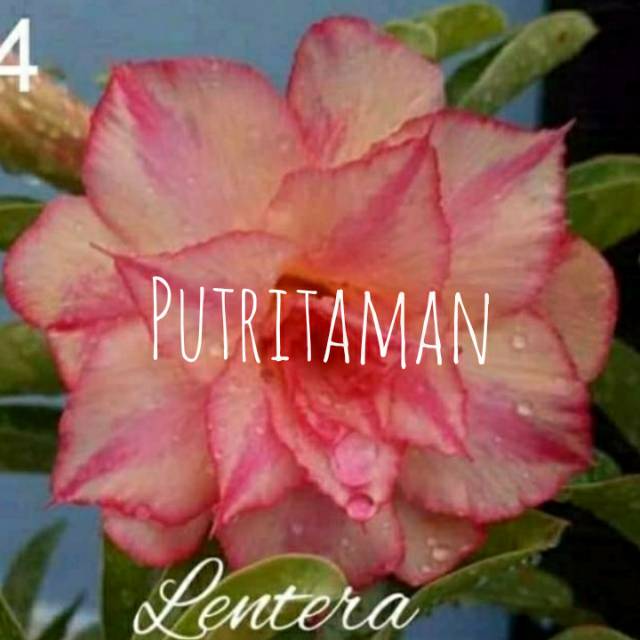 

Bibit Bunga Kamboja Jepang/ADENIUM LENTERA
