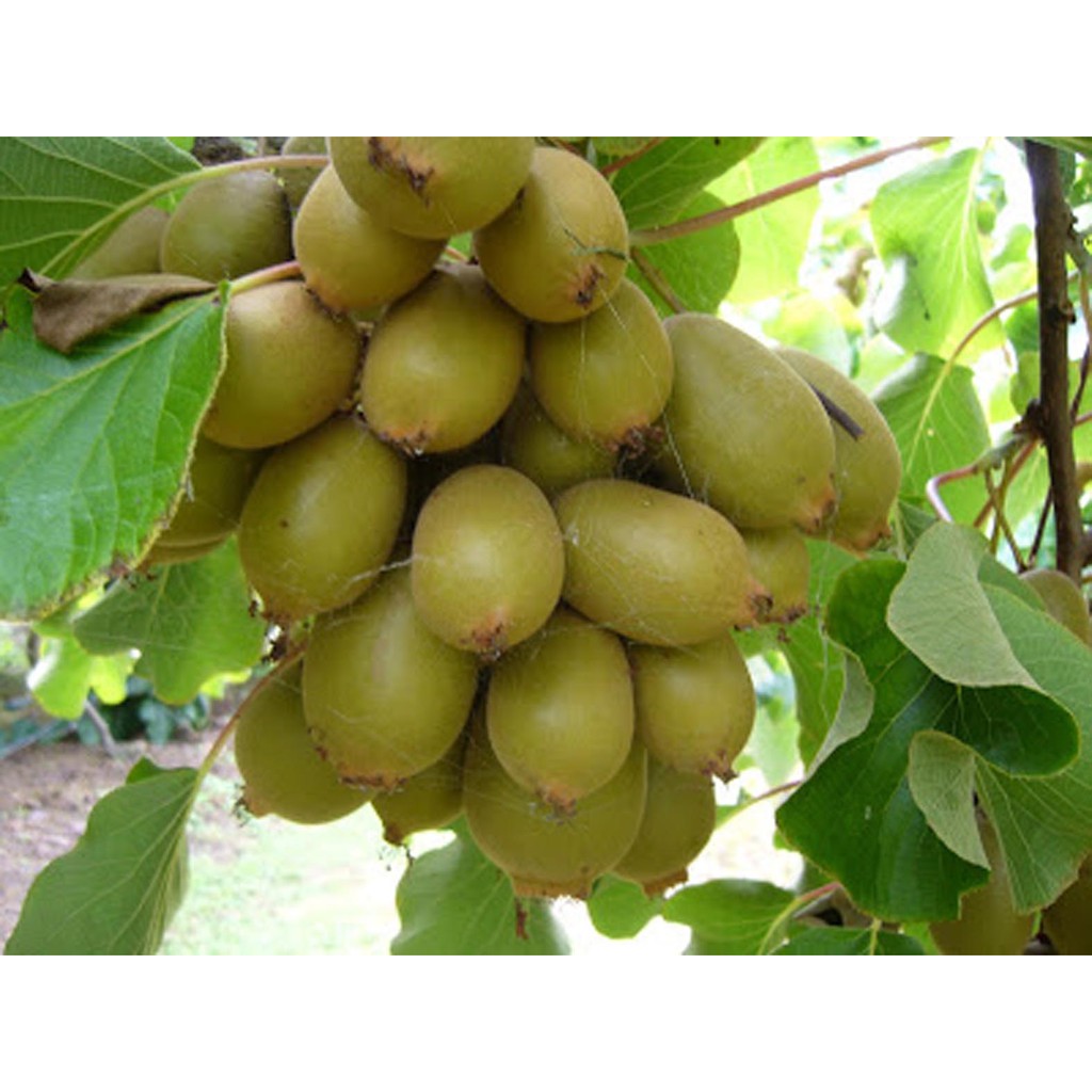 Biji Buah Kiwi - Bibit Tanaman Pohon Buah Kiwi - Benih Buah Kiwi - Buah Kiwi - COD