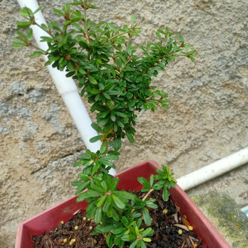bibit bonsai Saeng simbur super mikro