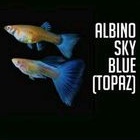 

guppy blue topaz