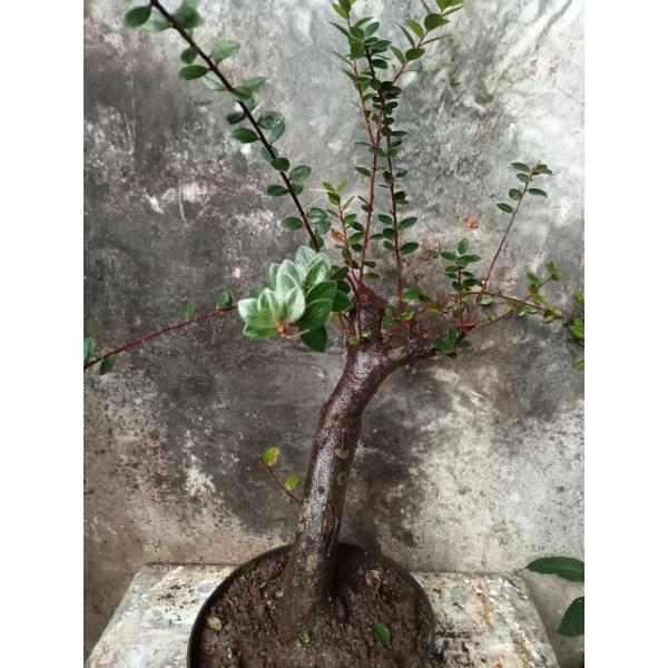 bahan bonsai santigi gunung besar informal berkarakter