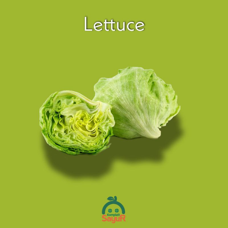 

Selada Bulat / Head Lettuce / Salada Lotus
