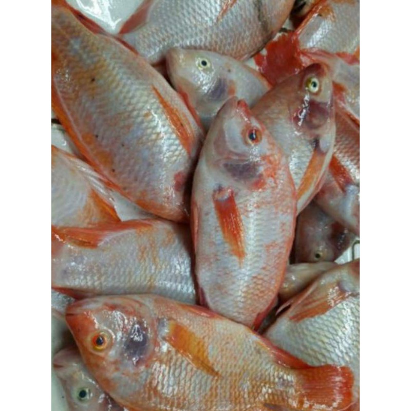 

Ikan Nila segar 500 gr