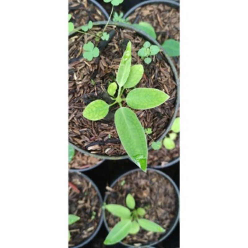 Anthurium Warocqueanum lidah gajah