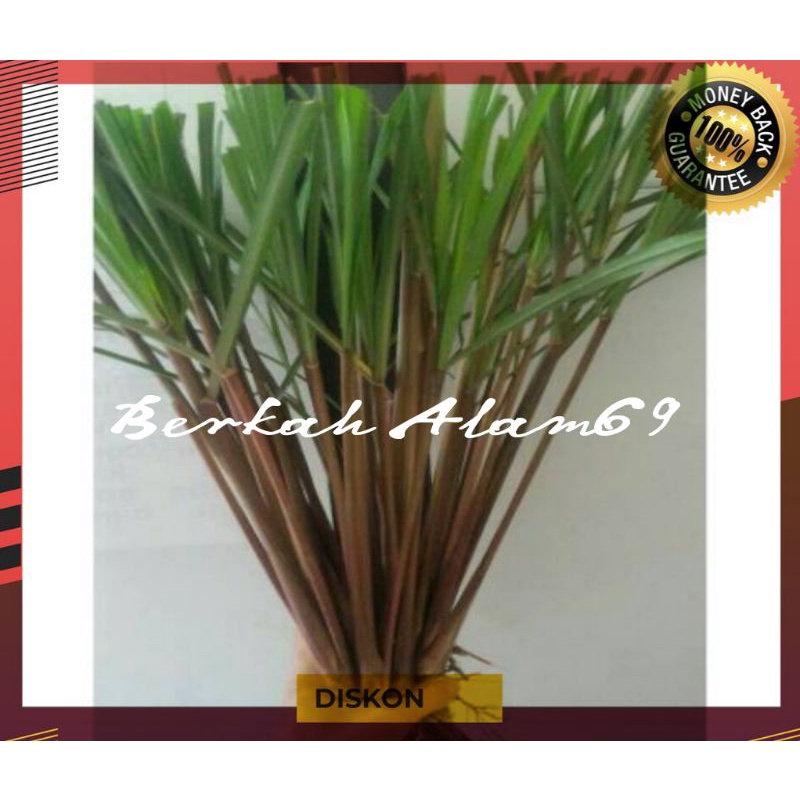 

Promo Serai Merah Segar 1kg
