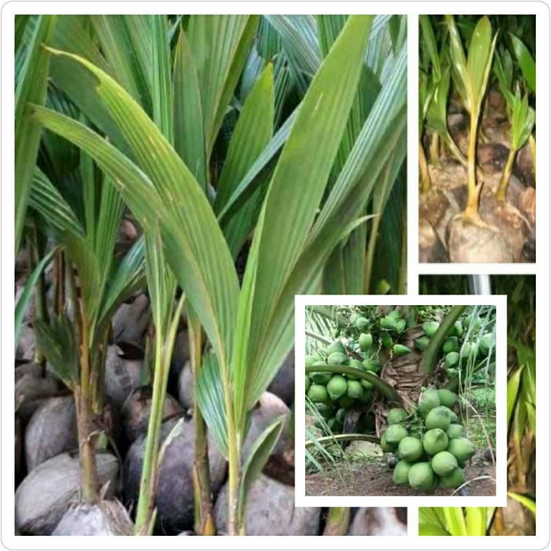 BIBIT KELAPA UNGGUL HIBRIDA