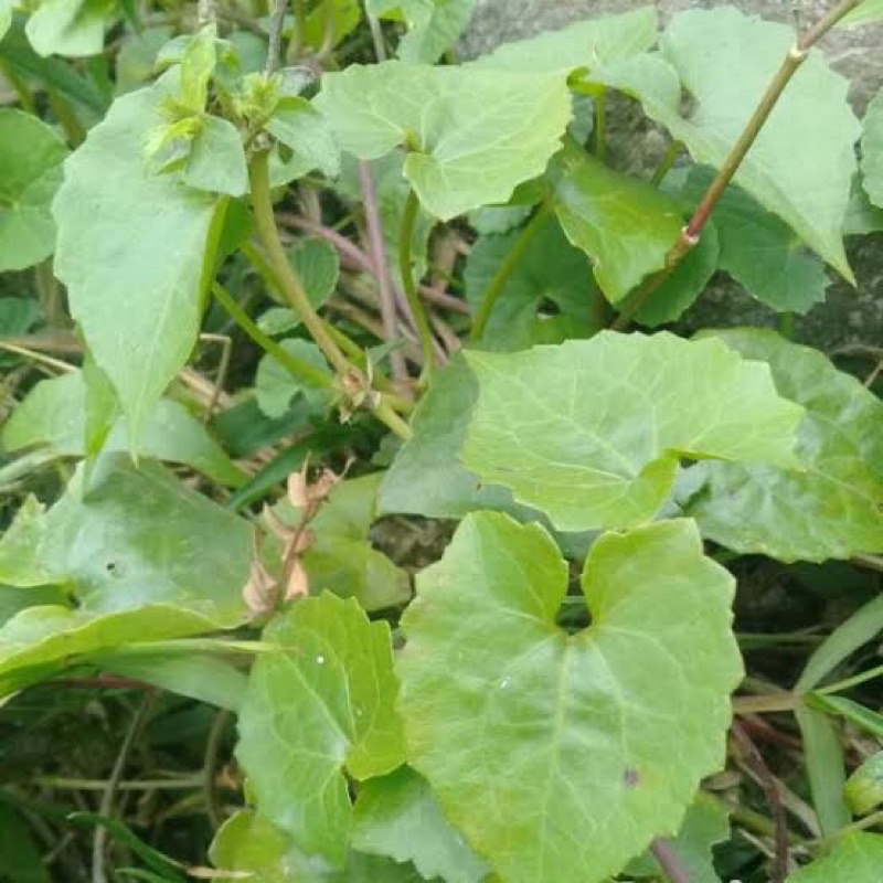 

daun sembung rambat segar