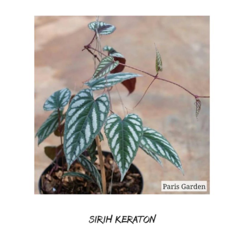 TANAMAN HIAS SIRIH KERATON SIRIH KRATON - BIBIT TANAMAN SIRIH WULUNG