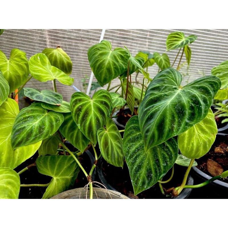 TANAMAN philodendron verucosum