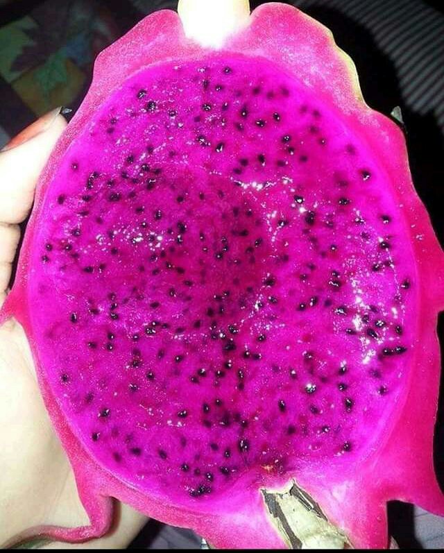 Pot Tawon 10cm Putih Pot Bunga Plastik Lusinan Murah Pot Bunga Murah Grosir Lusinan