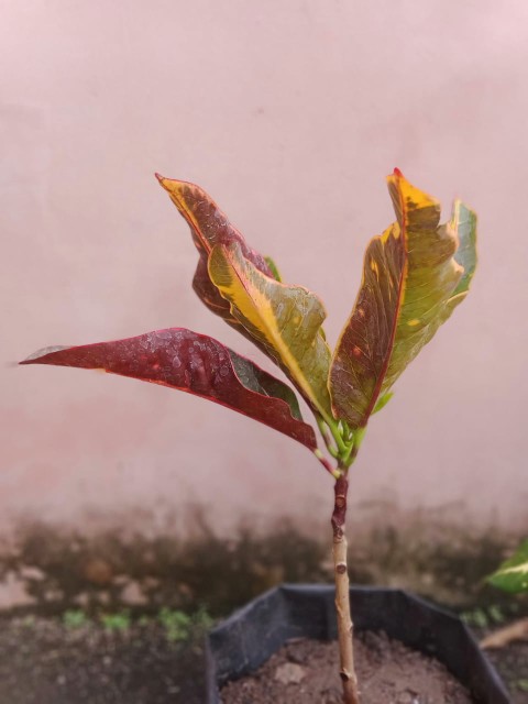 Tanaman Hias - Bibit Bunga Puring Bali