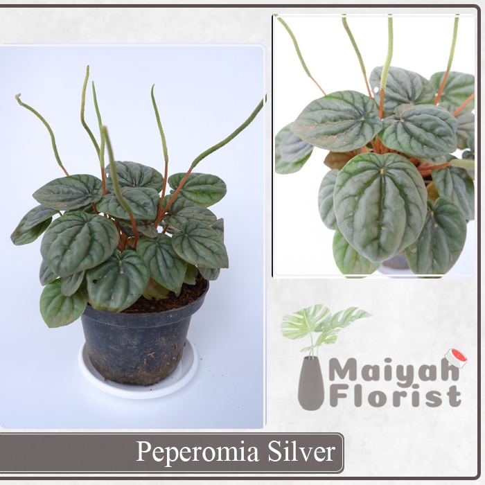 Peperomia Silver - Tanaman Hias