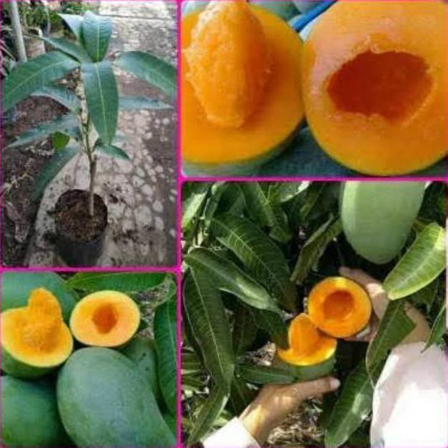BIBIT MANGGA ALPUKAT
