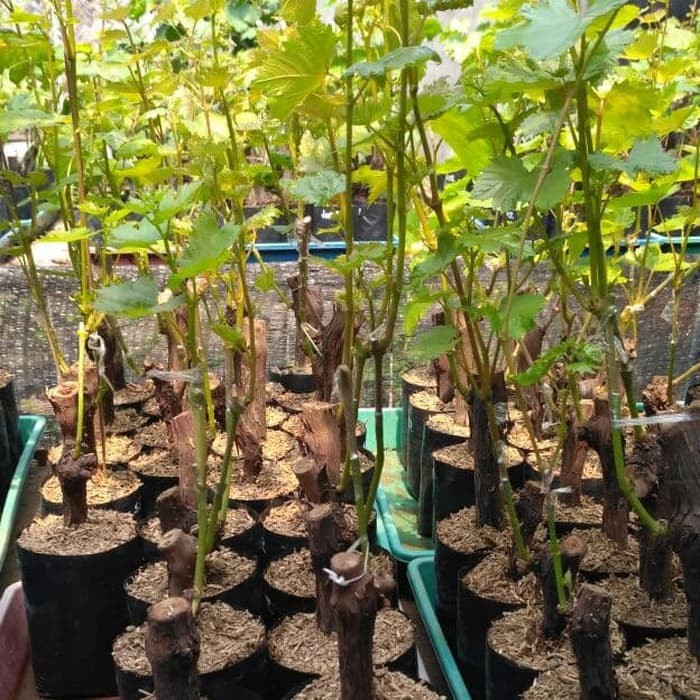 Bibit Anggur Import Fujiminori Hasil Grafting