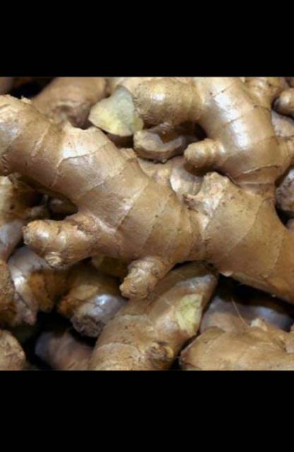 

Jahe gajah super 1kg fresh