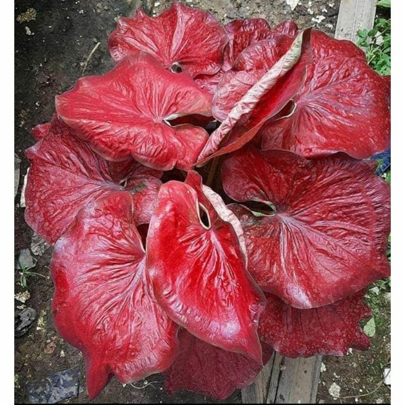 caladium red stardust