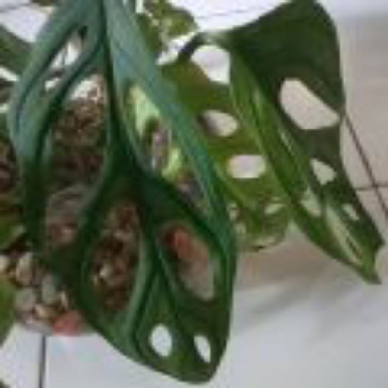 janda bolong,  monstera variegata