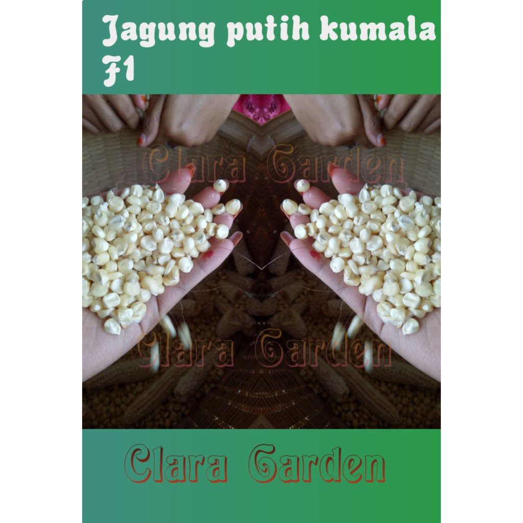 jagung pulut KUMALA F1 putih 1000GRAM