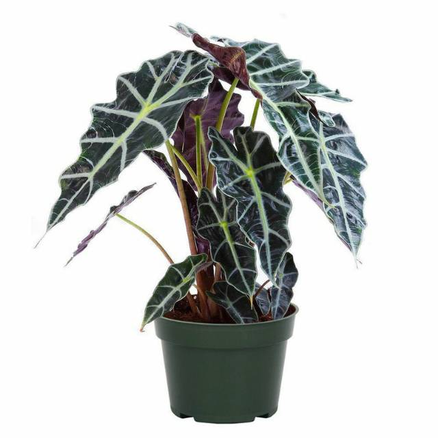 Alocasia Amazon Keladi Amazon Caladium Caladium Tengkorak Keladi Tengkorak Shopee Indonesia