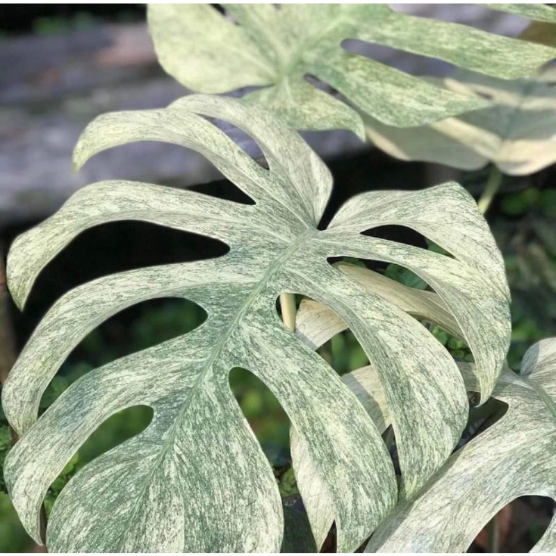 Tnaman Hias Monstera Bibit Bonggol Monstera Varigata Mint