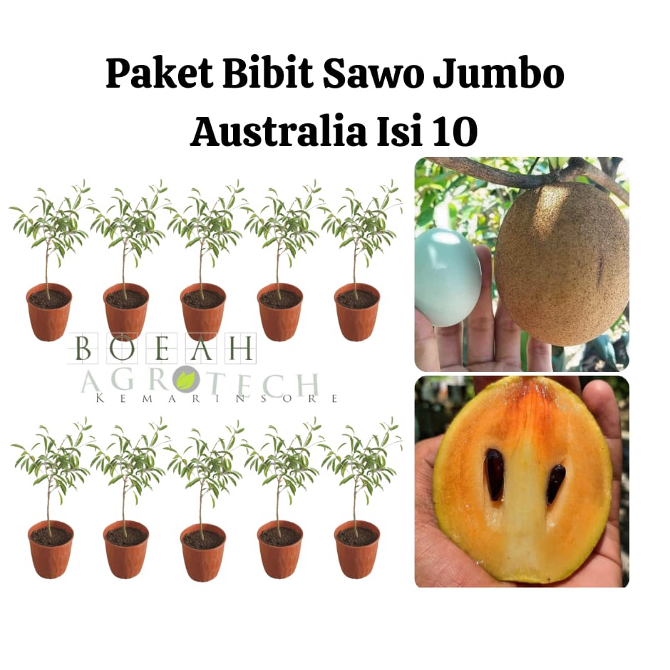 Paket Hemat Bibit Sawo Jumbo Australia Isi 10 Bonus Bibit Strawberry+Polibag