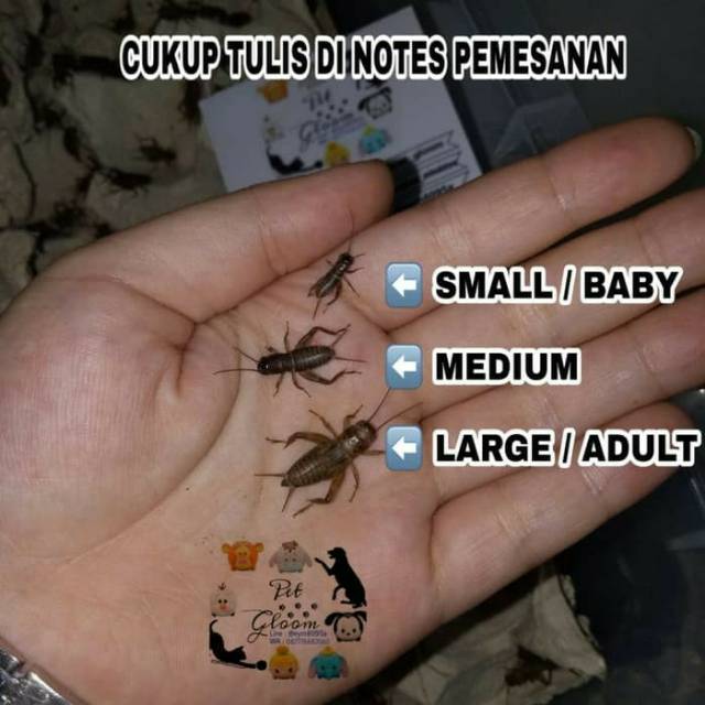 Per 100 EKOR Jangkrik hidup HASIL TERNAK pakan reptil reptile gecko burung ikan hamster