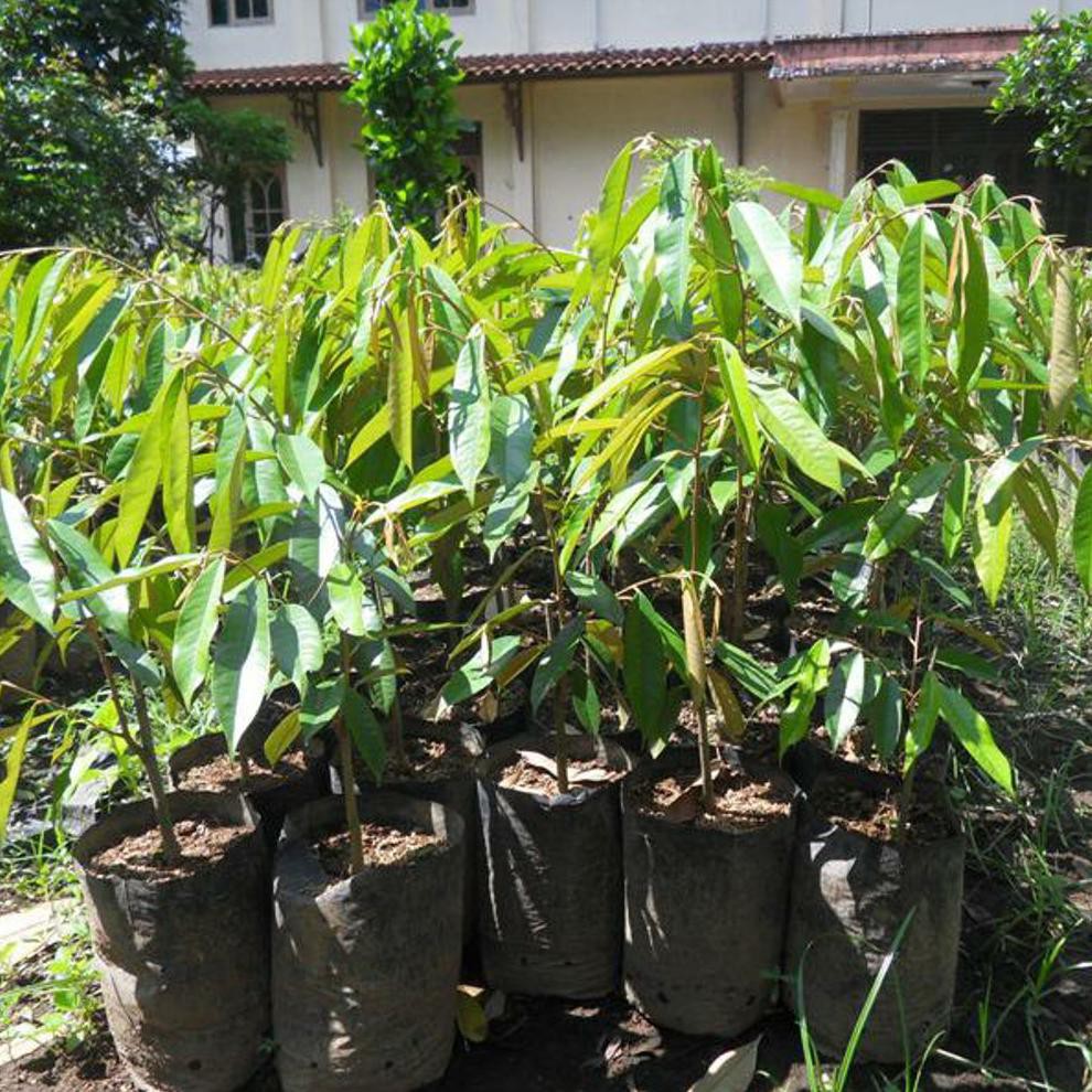 Bibit Tanaman Buah Durian Matahari