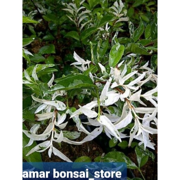 Bahan bonsai anting putri salju-bibit anting putri salju