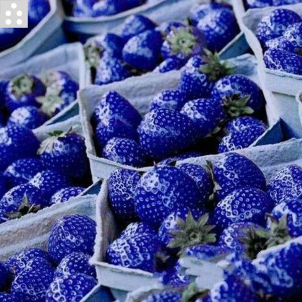 CODE ID BENIH BIBIT BUAH STRAWBERRY BIRU IMPORT "