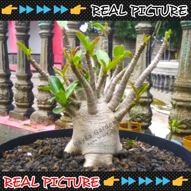 Tanaman hias adenium hybrid arabicum mkmk bigfat