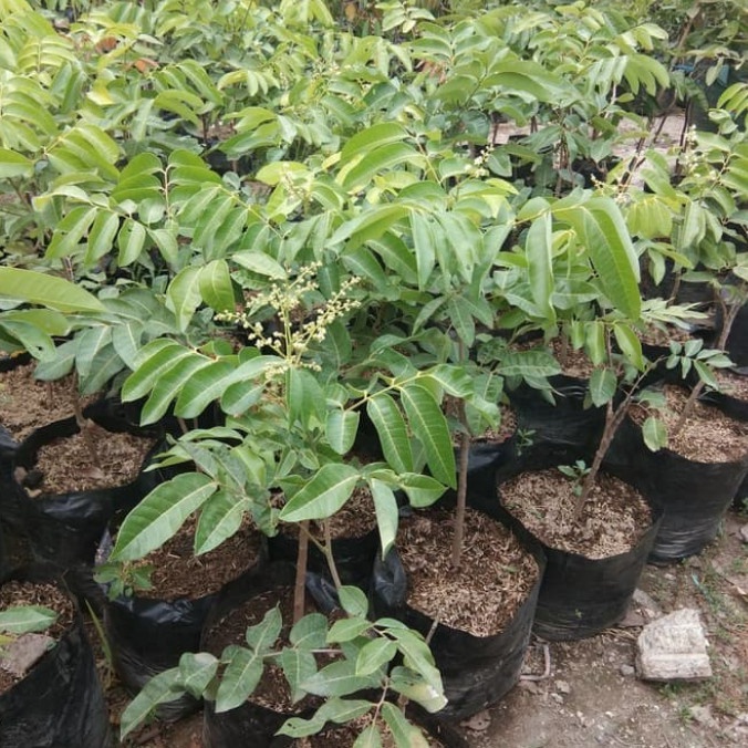 Pohon buah kelengkeng matalada.