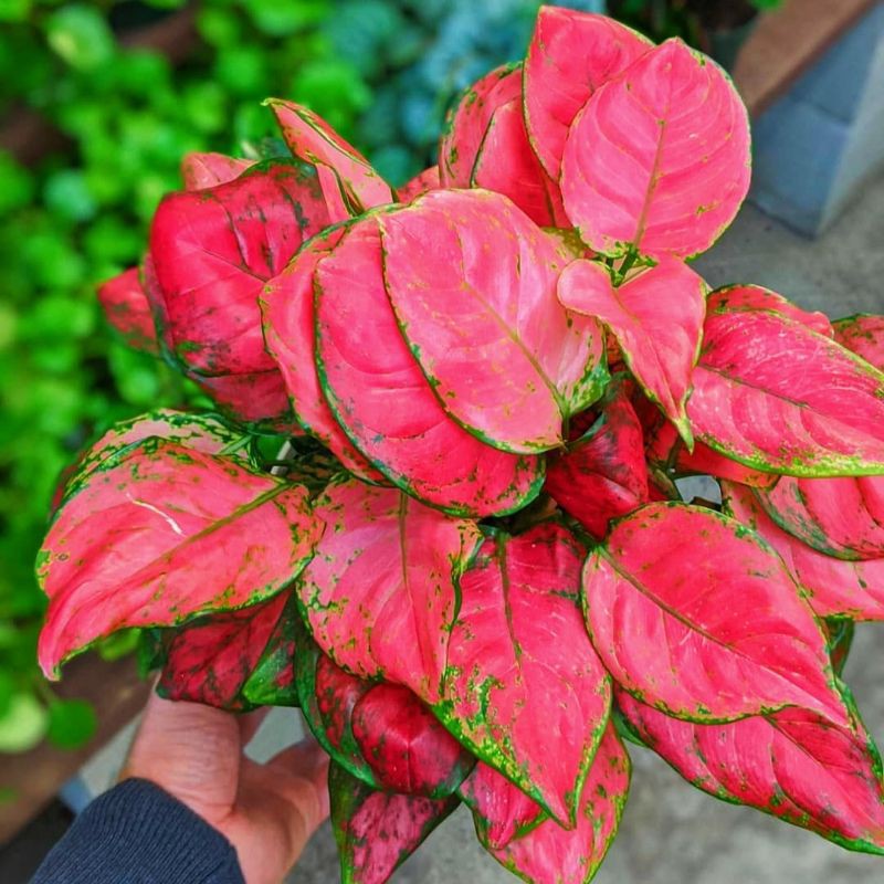 AGLAONEMA RED ANJAMANI / AGLONEMA RED ANJAMANI MURMER ratudaun nursery