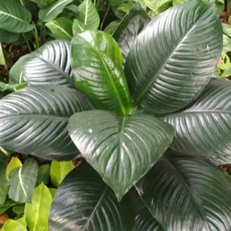 Tanaman indoor sphatufilum muana peace lily giant