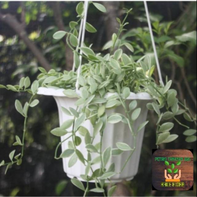 Tanaman hias Dischidia cascade