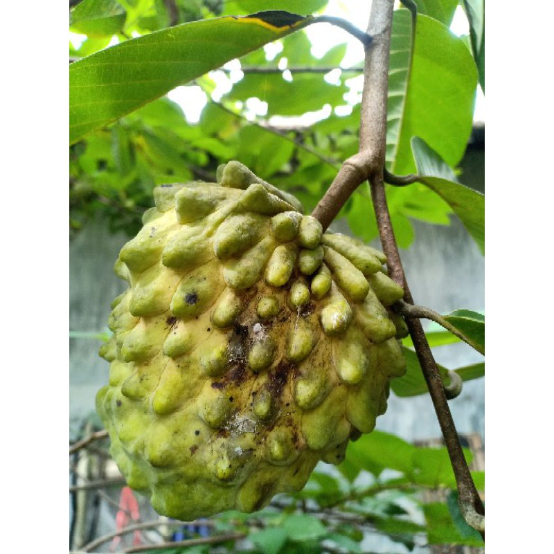 Entres srikaya pineapple