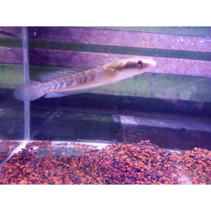 chana maru yellow sentarum