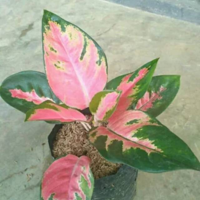 Aglonema kocin-Aglonema kocin