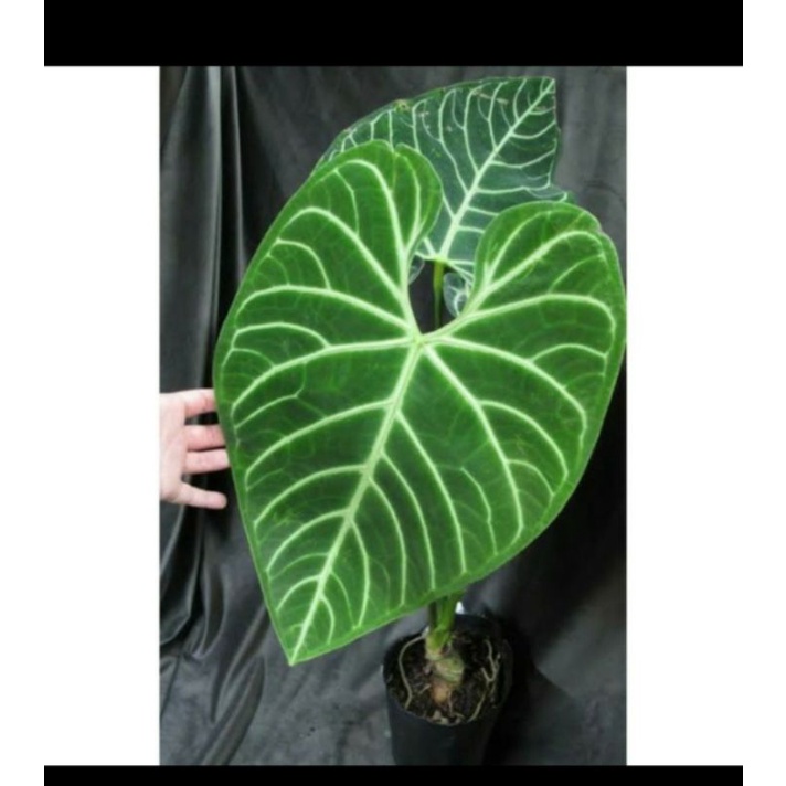 new beby antorium kuping gajah regale