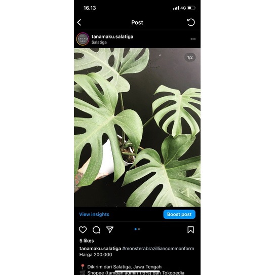 Monstera Brazilian Form