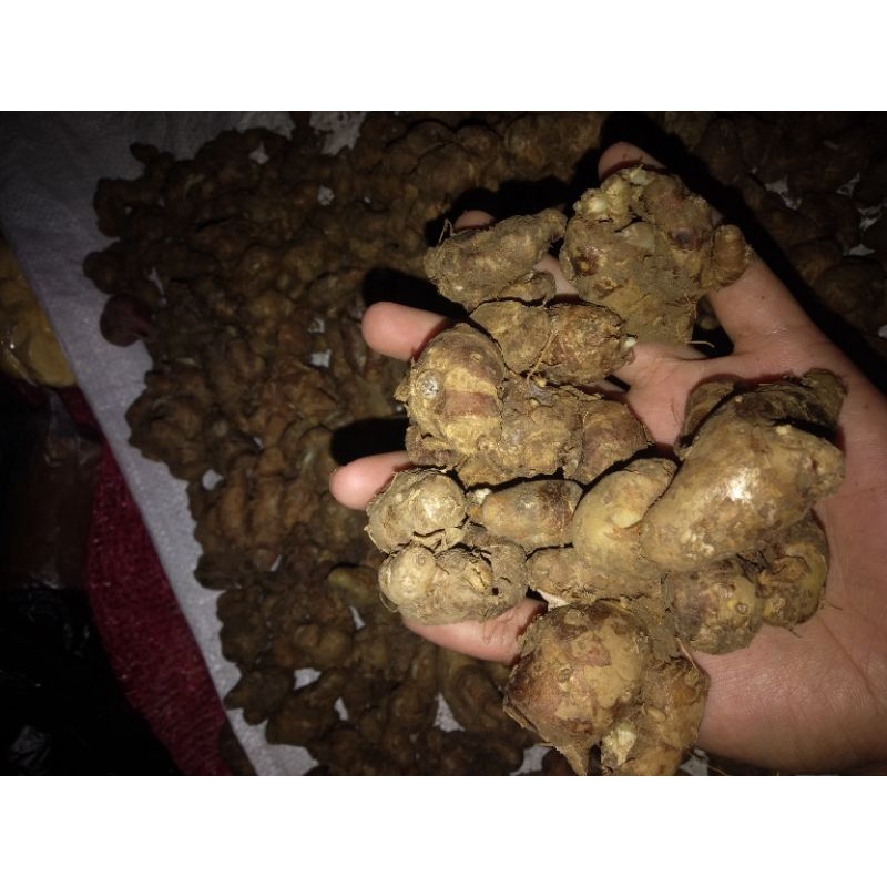 

Kencur/Cikur Fresh 250gr