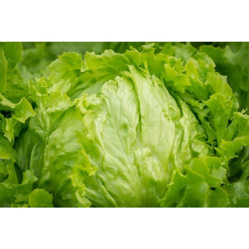 Benih Selada Iceberg Selada Bokor Head Lettuce