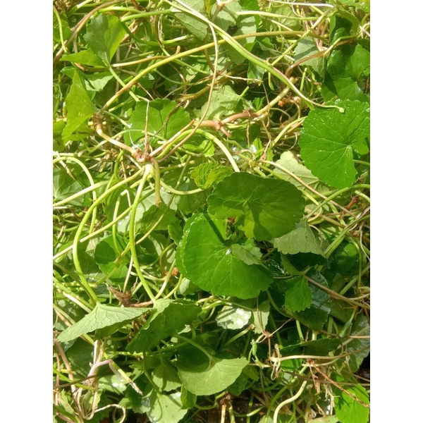 

Lalapan Herbal Antanan Daun Pegagan segar 100g